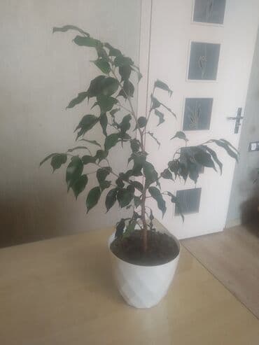 продам фикус бенджамина: Tünd yaşıl fikus — 2