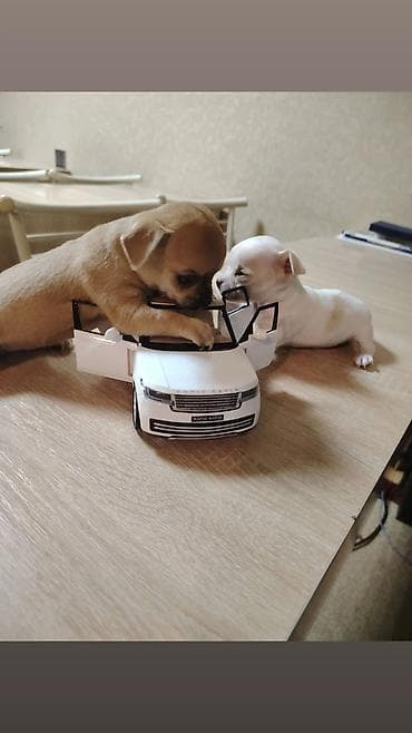 xaski itleri ne yeyir: Çixuahua — 5