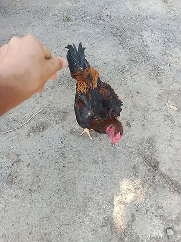 rhode island red: Dekabr ayında çıxan beçədi oynaq heyvandi tayi olsa 1. 2 dqlik alan — 3