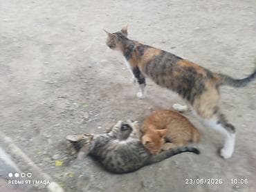 Pişiklər: Tabbi, Yaxşı əllərə, Pulsuz çatdırılma — 3