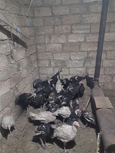 qus qefesi: Salam Tam Sağlam Amerkan bronz hinduşkalardir 2 ay yarimliq Hövsan — 3