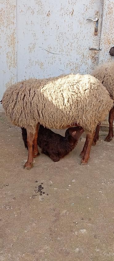 Heyvanlar üçün mallar: Salam ünvan Bakıin maştağa kendi obşi 5 baş heyvanlar 2 baş ana-bala 1 — 4