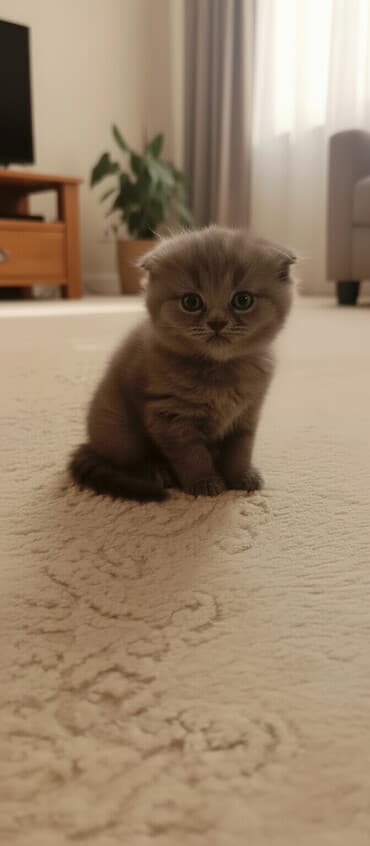 dişi pişiklər: Şotland, Dişi — 2