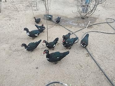 balaca tuklu it: Damazlıq ördəklər — 1