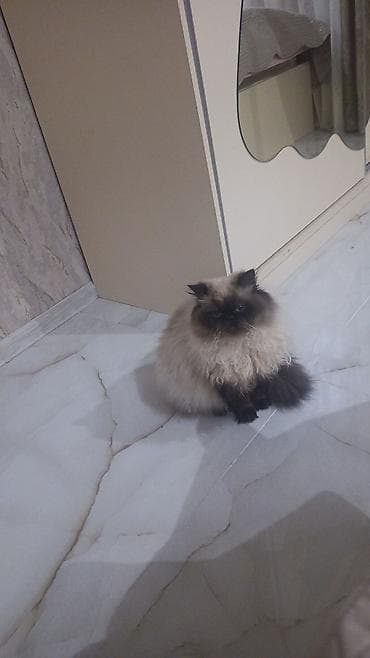 pişik ucun qab: Dişi, Cütləşmə üçün — 3