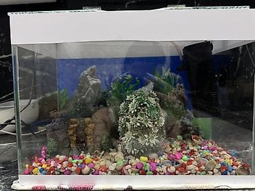 shih tzu stenci: 10 l Akvaryum dəsti balıglarla bırge satılır - Şüşə akvaryum, üstü — 4