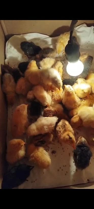 arılar: Toyuq cücələri, Damazlıq — 1