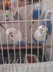 Cütu 25 azn .sağlam qizğun qușlardi yumurtamaya hazir qușlardi. yuva