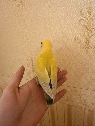 ZİL: Növbə: Sevgi quşu (lovebird), əl öyrəşmiş Xüsusiyyətlər: - Parlaq — 2
