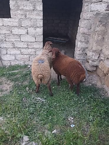 Куры: Quzudular 2 si erkəkdi biri dişi son asaqi yeri cüzi olar — 2