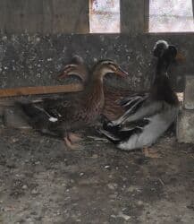 lal ordəklərin satışı: Salam 1 yaşıl baş kəkilli, 2 sona 1 ri kəkilli satilir qiyməti 60 AZN — 3