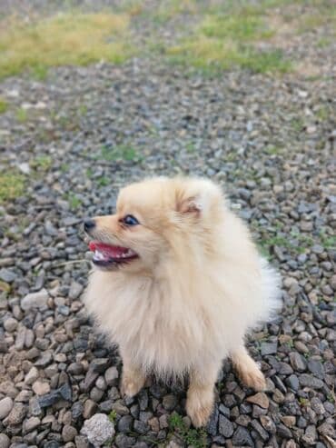 it etibarlı əllərə verilir: Şpitz, 2 il, Erkek, Ünvandan götürmə, Ödənişli çatdırılma, Rayonlara çatdırılma — 2