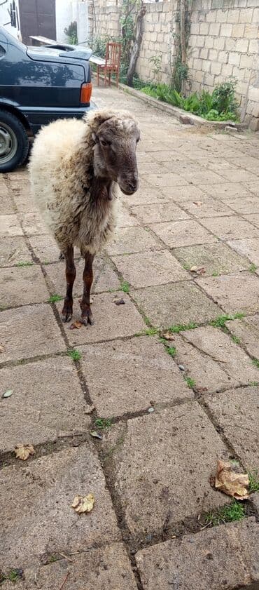 Quzu: Qoyun – yerli təsərrüfat heyvanı - Cins: qarayala/yerli tip (şəkildə — 4