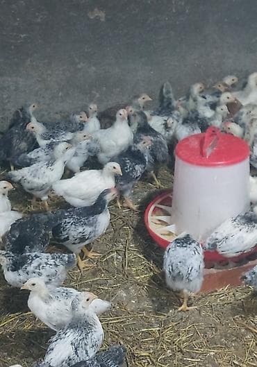 gilezi toyuq: Toyuq cücələri, Damazlıq — 2