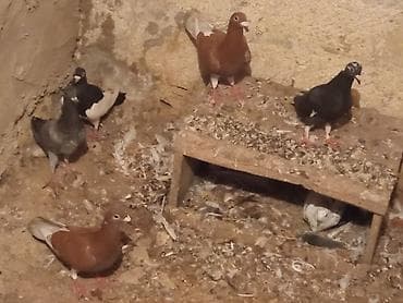göyərcin: Salam 5 dənə drakon du 2 Erkey 3 maya təcili satılır tam sağlam — 2