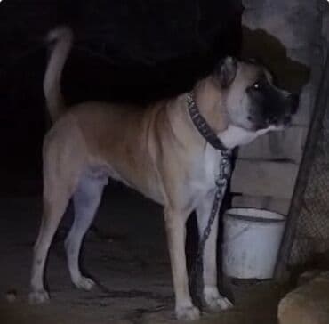 afcarka itlerin satisi: 1 ay, Erkek, Peyvəndli — 6