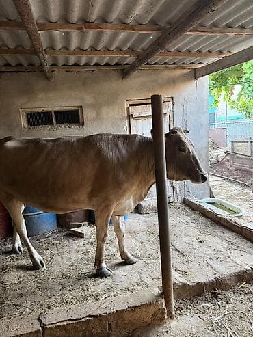 korella satışı: Subaydir, Etlike satilir,Real aliciya cuzi endirim olunacaq. Whatsapp — 2