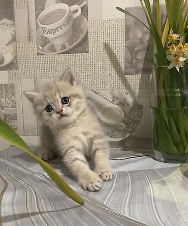 Gəmiricilər: Britan, Dişi — 1