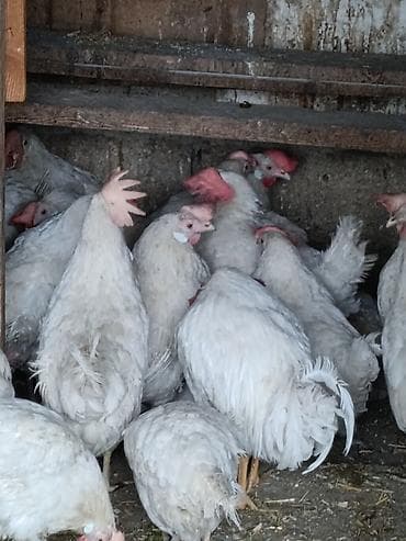 kayuqa ördəyi: Toyuq, Damazlıq — 1