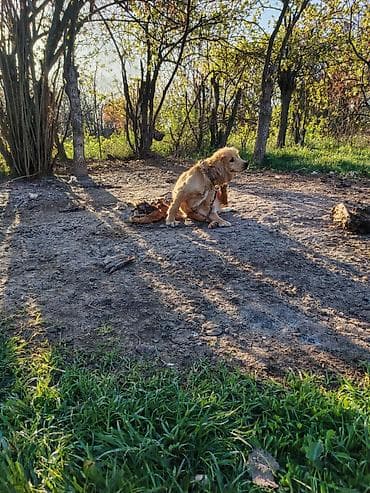 golden retriever balası satılır: Retriever — 3