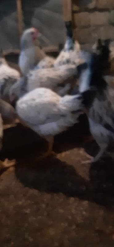 Qazlar: Toyuq, Yumurtalıq, Ünvandan götürmə — 5