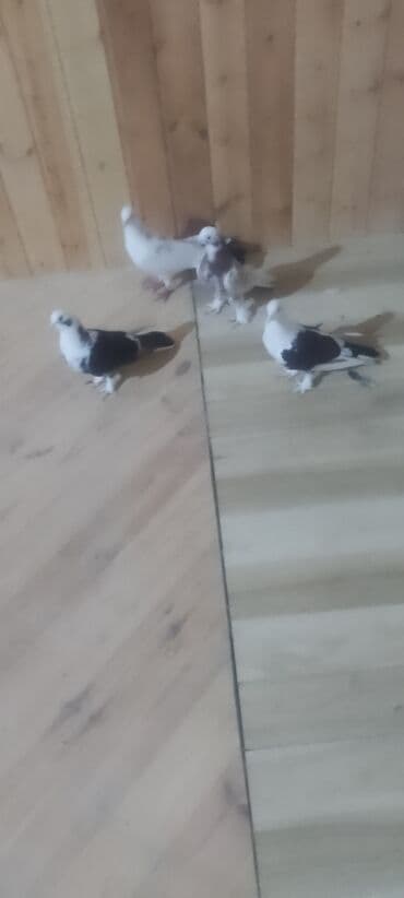 danışan quş: Növ: Ev göyərçinləri – ayaqları tüklü, qısa dimdikli, dekorativ və — 1