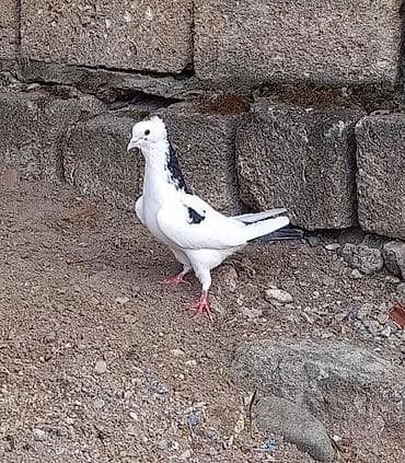 adana göyərçin: Tutulma erkey 12 tuk 0708768131 vatsap — 5