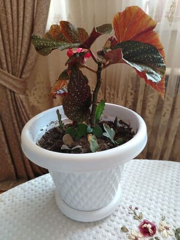 ağacların dərmanlanması: Otaq bitkiləri — 13