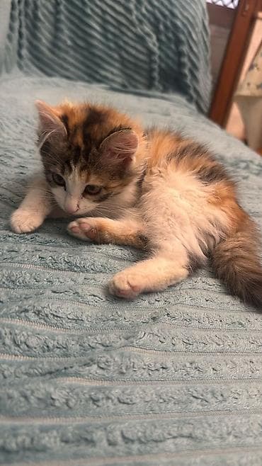 koska: Dişi, Yaxşı əllərə — 2