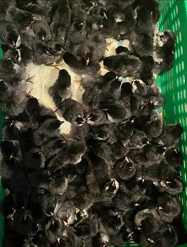 Куры: Курица, Australop, Для разведения, Самовывоз, Бесплатная доставка, Платная доставка — 6