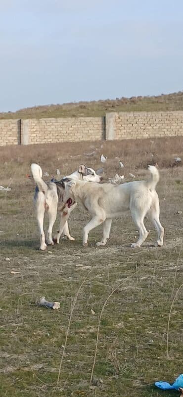 Lexus: Qurdbasar, 1 il, Erkek, Peyvəndli, Ödənişli çatdırılma — 4