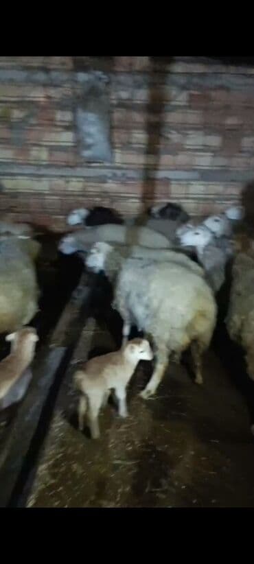 Akvariumlar: Qoyun sürüsü satılır – ana qoyunlar və balalar Salam Aleykum orta yaş — 2