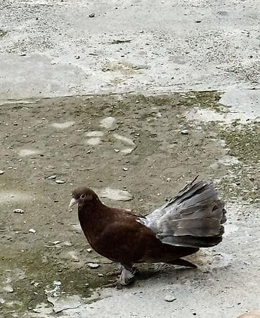 Pablin cinsi goyercinler baladilar cutu 30 manat zehmet olmasa zengle