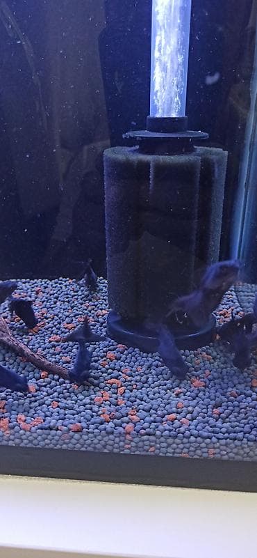 akvarium silikon: Teleskop balığı, Sülhsevər — 5