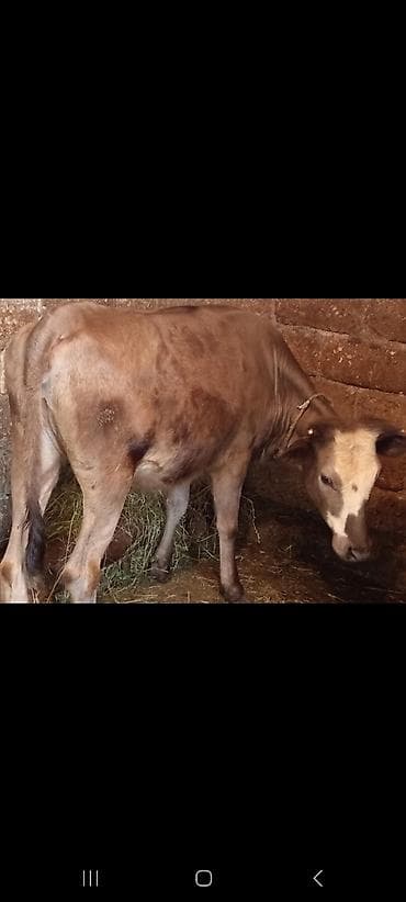 cins inekler azerbaycanda: Tecili satilir oz heyetmin malidi saqlam danadi rial aliciya endirm — 2