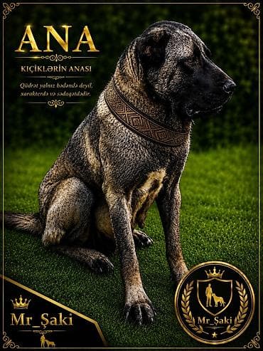 Kanqal, 2 ay, Dişi, Peyvəndli, Pulsuz çatdırılma