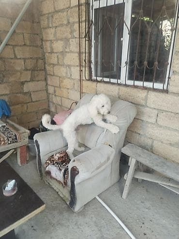 it: Bişon Frize — 2