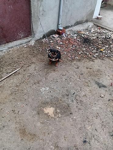 xaski satisi: Satılır dişi — 1