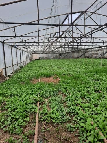 İstixana – metal karkaslı, polietilen örtüklü, geniş sahəli Təsvir: -