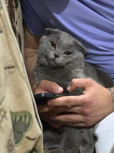 britain pişik: Şotland yastı qulaq — 3