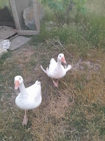 arpa bugda satisi: 1 cüt erkey dişi qaz satılır cütü 50 manat — 4