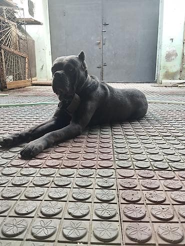 afcarka itləri: Kane-Korso, 1 ay, Dişi, Peyvəndli — 7