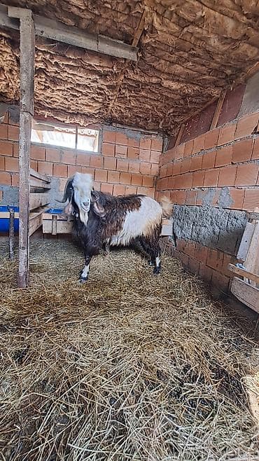 Hələb keçisi2,5 yaşı var