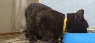 İtlər: Britan, Erkək, Yaxşı əllərə, Ünvandan götürmə — 6