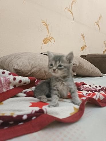 pişik satışı sumqayıt: İki bala sahibləndirilir.Qalan sallaq qulaq bala isə satılır — 4