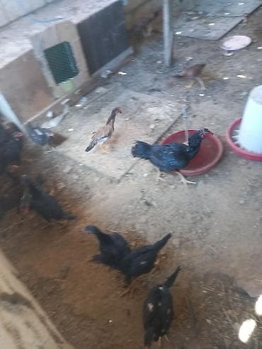 broyler cuce satisi: Toyuq, Adler, Damazlıq, Ünvandan götürmə, Ödənişli çatdırılma — 2