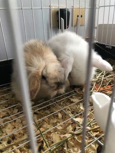 norka heyvan: Minilap dovşan 1i erkek 1i dişi setqası su qabları qumu otları üsdündə — 7