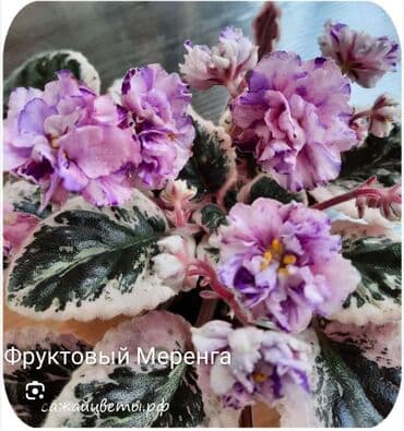 gül şəkilləri profil üçün: 5 — 1