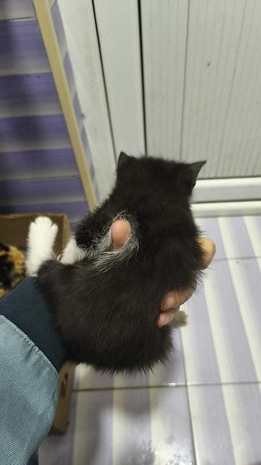 bala pişik pulsuz: Yaxşı əllərə — 4