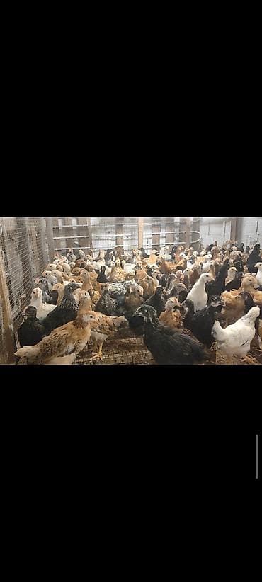 toyuq damı: Toyuq cücələri, Ətlik — 2